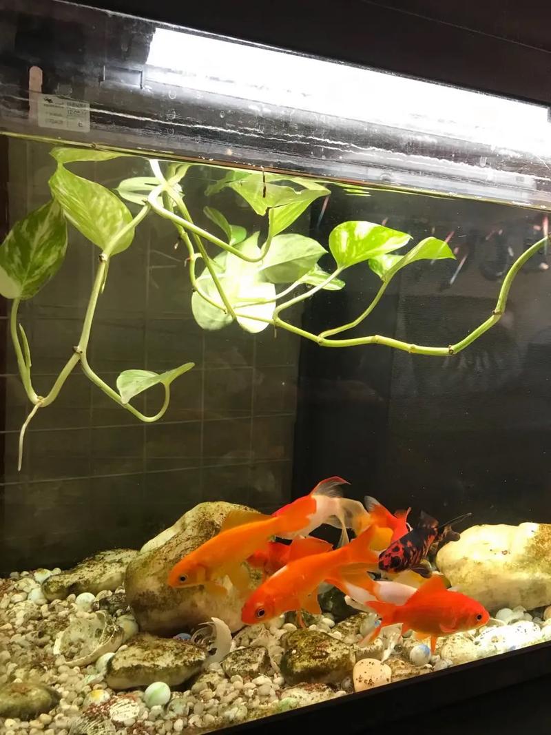 水培绿萝用什么肥？水培绿萝 施肥？