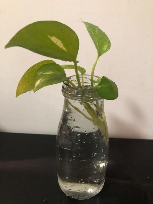 水培绿萝用什么肥?水培绿萝 施肥?-第5张图片-优品飞百科 水培绿萝用什么肥?水培绿萝 施肥?-第5张图片-优品飞百科