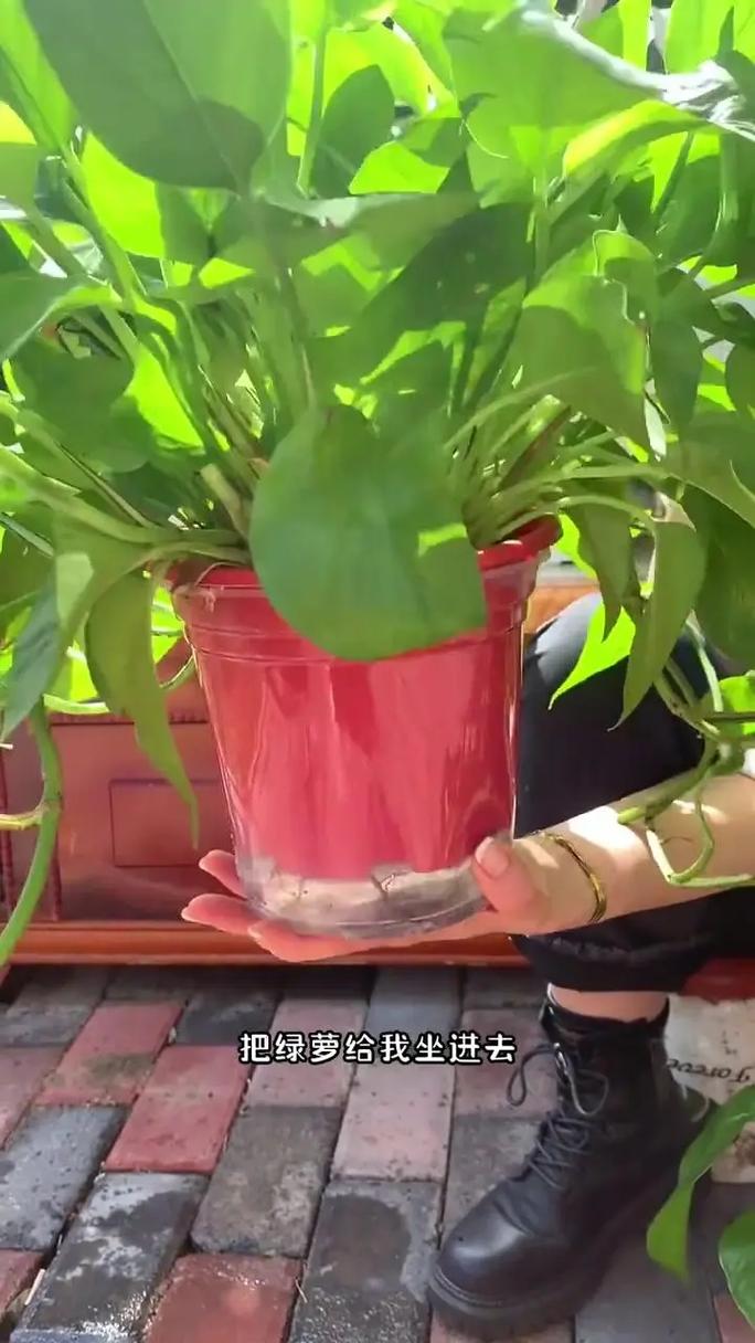 水培绿萝用什么肥?水培绿萝 施肥?-第6张图片-优品飞百科 水培绿萝用什么肥?水培绿萝 施肥?-第6张图片-优品飞百科