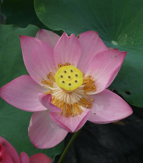 荷花种子怎么开口，荷花种子怎么开口种植？