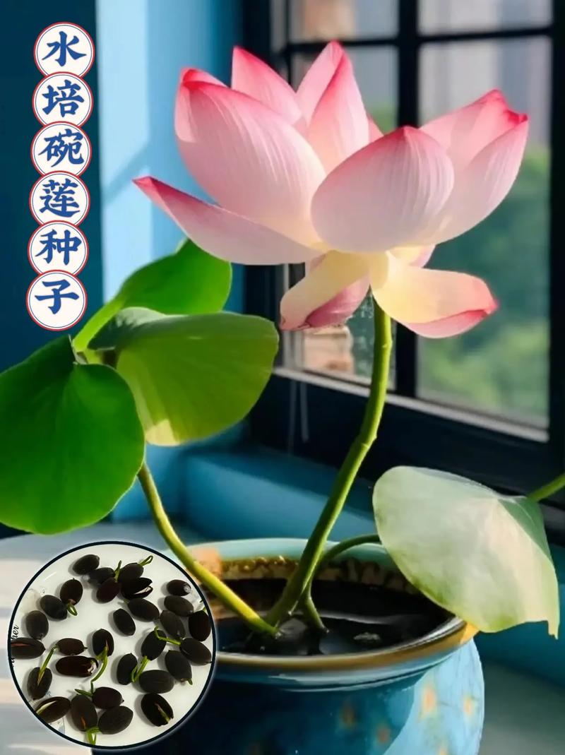荷花种子怎么开口，荷花种子怎么开口种植？-第2张图片-优品飞百科