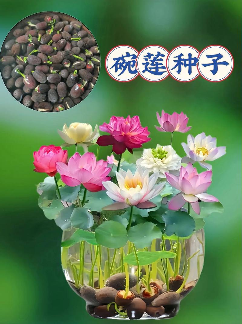 荷花种子怎么开口，荷花种子怎么开口种植？-第3张图片-优品飞百科