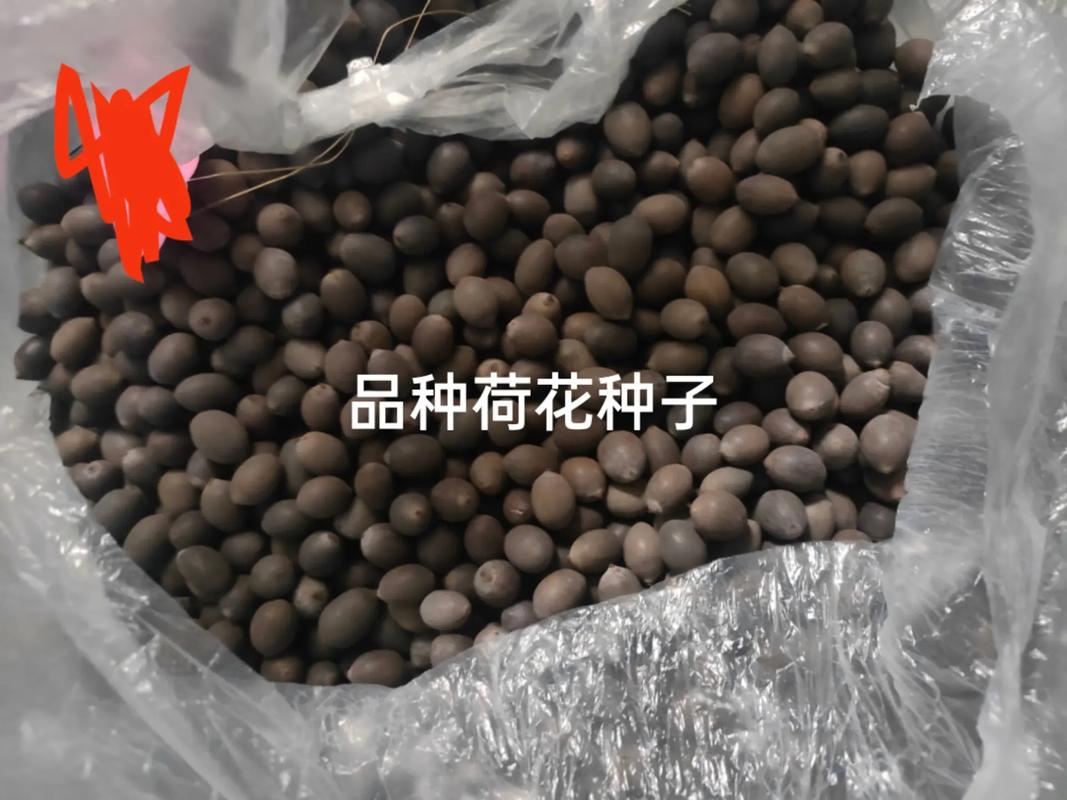 荷花种子怎么开口，荷花种子怎么开口种植？-第4张图片-优品飞百科