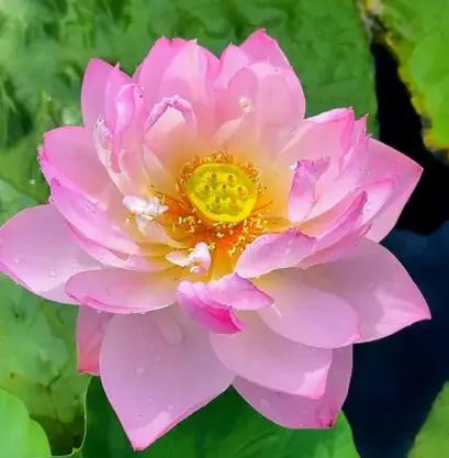 荷花种子怎么开口，荷花种子怎么开口种植？-第5张图片-优品飞百科