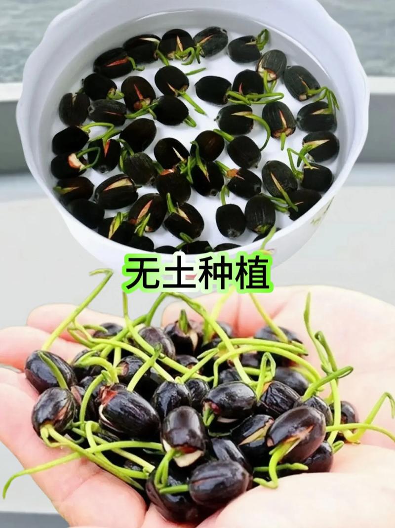 荷花种子怎么开口，荷花种子怎么开口种植？-第6张图片-优品飞百科