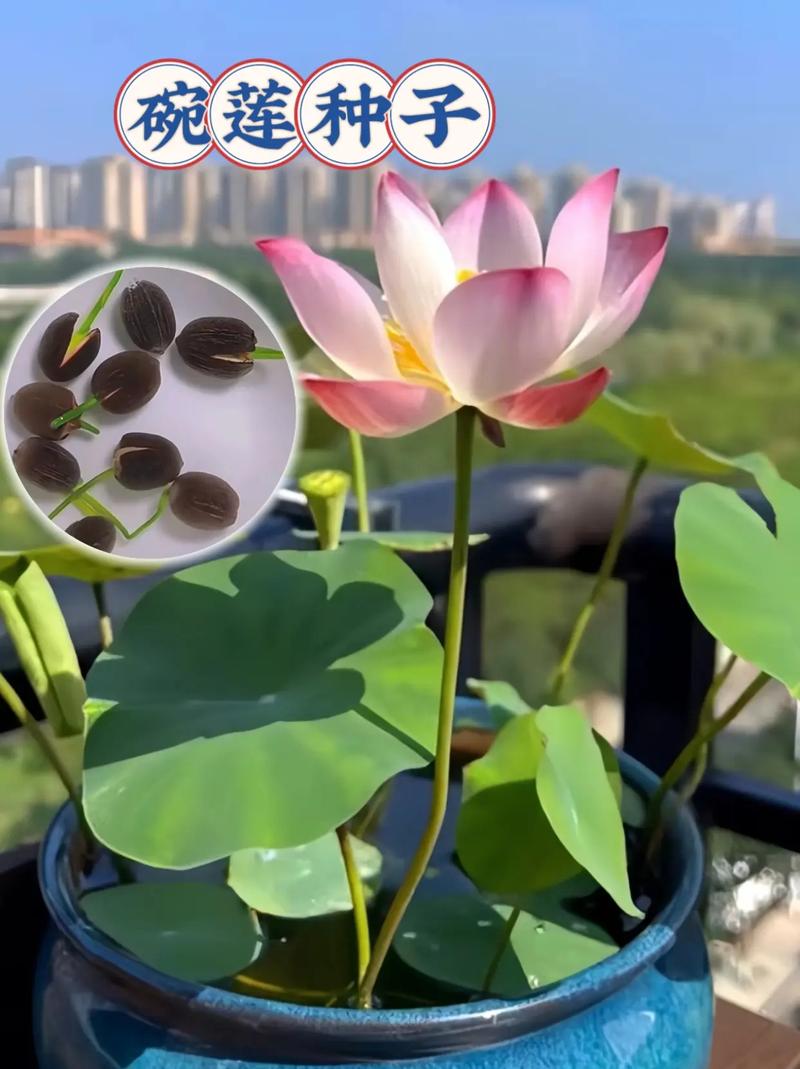 荷花种子怎么开口，荷花种子怎么开口种植？-第7张图片-优品飞百科