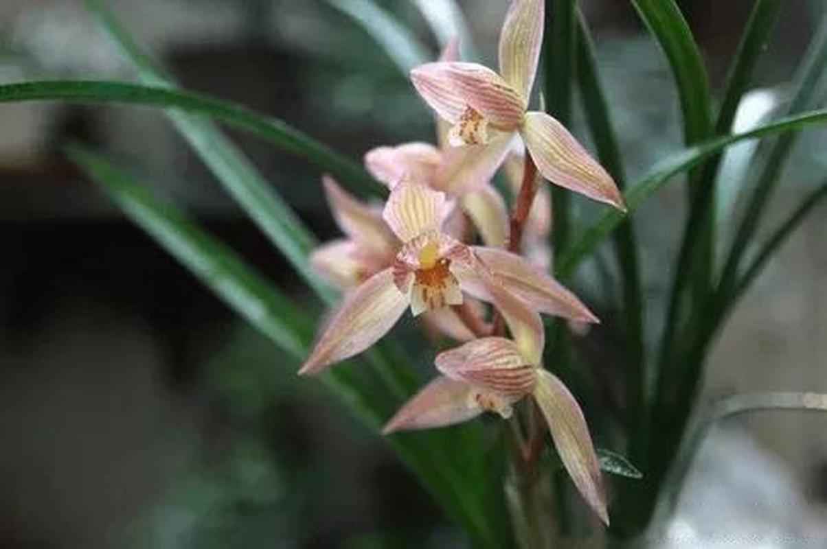 兰花换盆后多久施肥，兰花换盆后多长时间能长新叶-第2张图片-优品飞百科