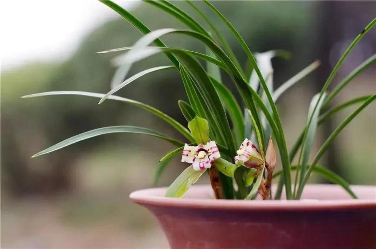 兰花换盆后多久施肥，兰花换盆后多长时间能长新叶-第3张图片-优品飞百科