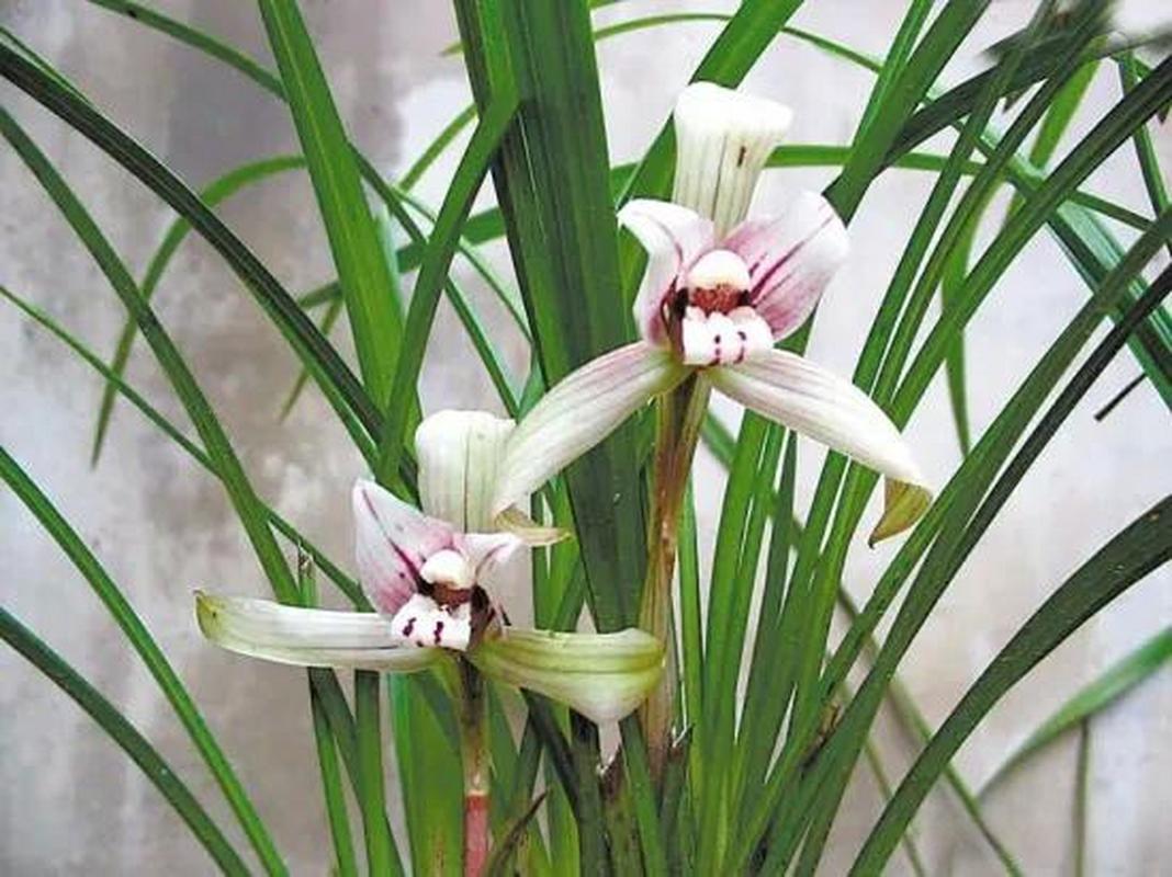 兰花换盆后多久施肥，兰花换盆后多长时间能长新叶-第4张图片-优品飞百科