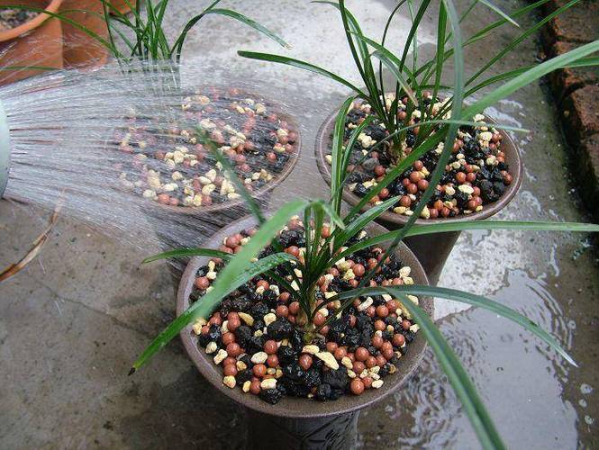 兰花换盆后多久施肥，兰花换盆后多长时间能长新叶-第5张图片-优品飞百科