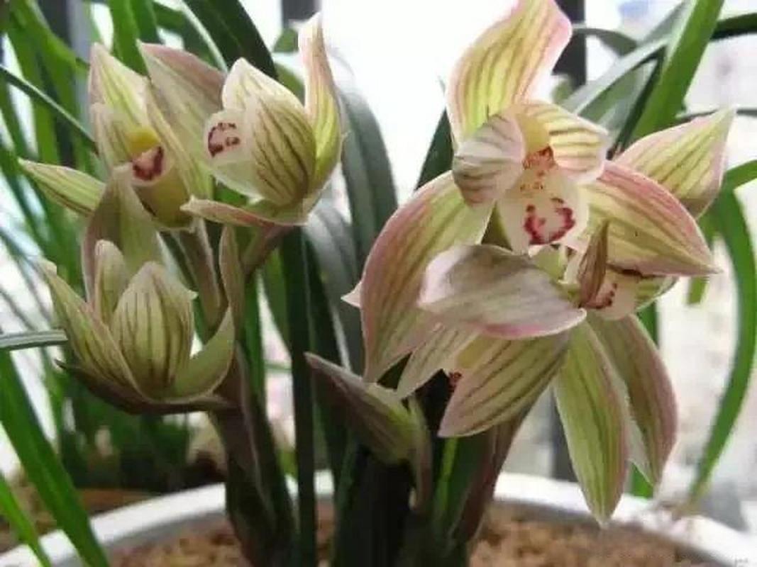 兰花换盆后多久施肥，兰花换盆后多长时间能长新叶-第6张图片-优品飞百科