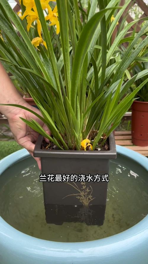 兰花换盆后多久施肥，兰花换盆后多长时间能长新叶-第7张图片-优品飞百科