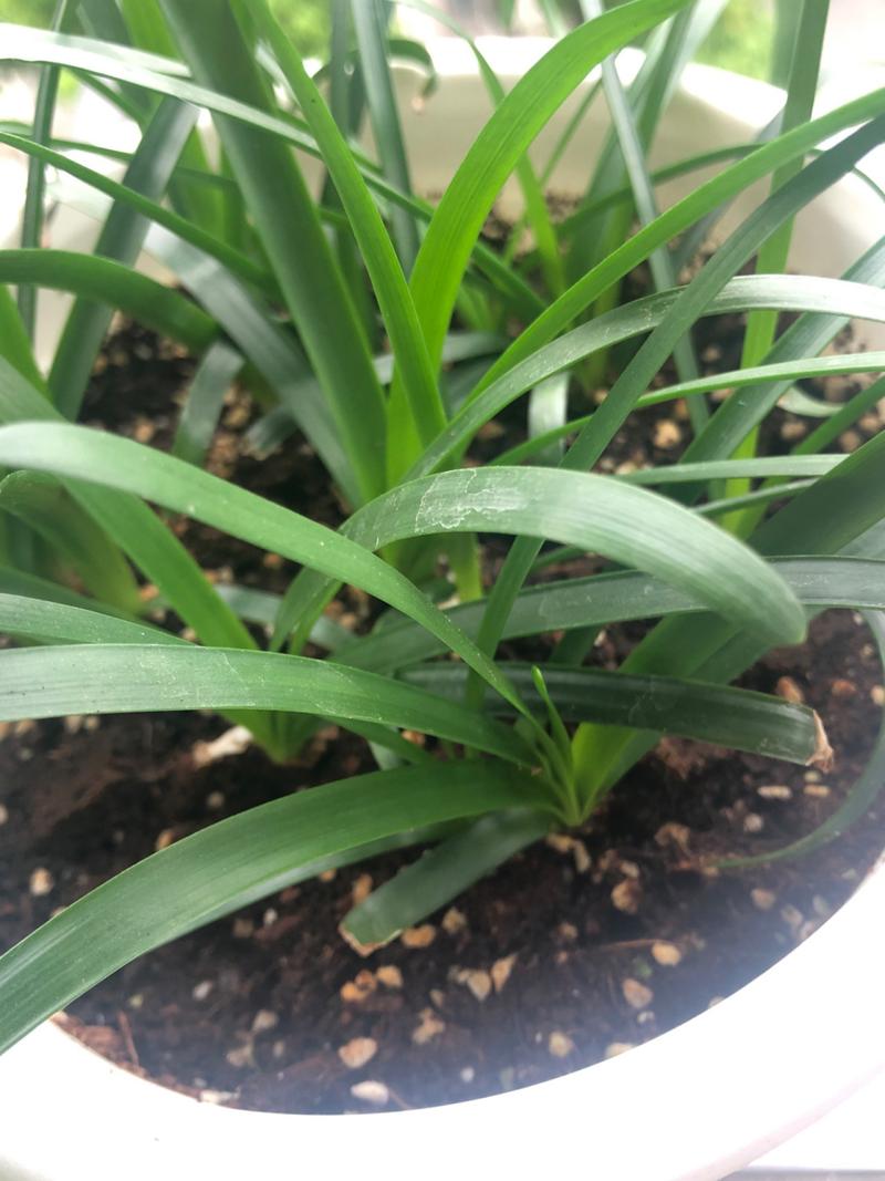 一帆风顺不开花怎么办，一帆风顺不开花的原因？