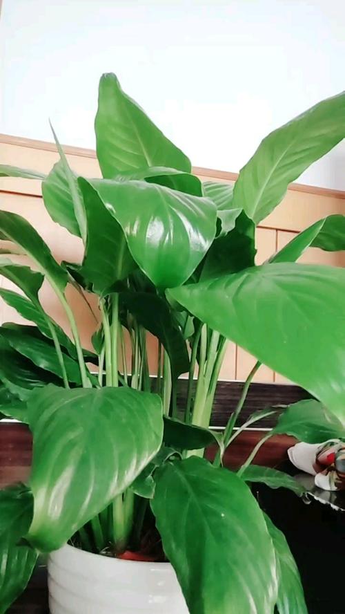 一帆风顺不开花怎么办，一帆风顺不开花的原因？-第3张图片-优品飞百科