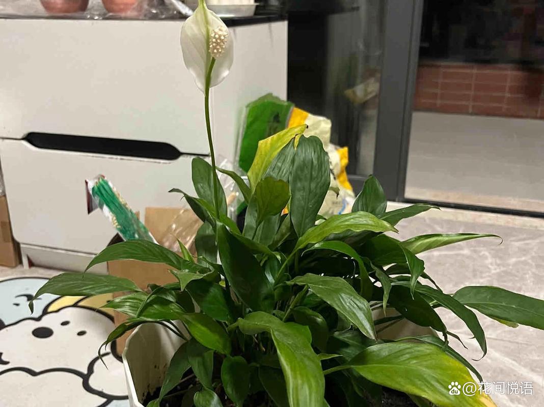 一帆风顺不开花怎么办，一帆风顺不开花的原因？-第4张图片-优品飞百科