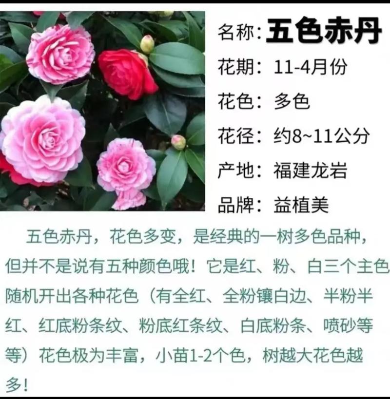 茶花的养殖方法和注意事项，茶花的养殖方法和注意事项 盆栽视频