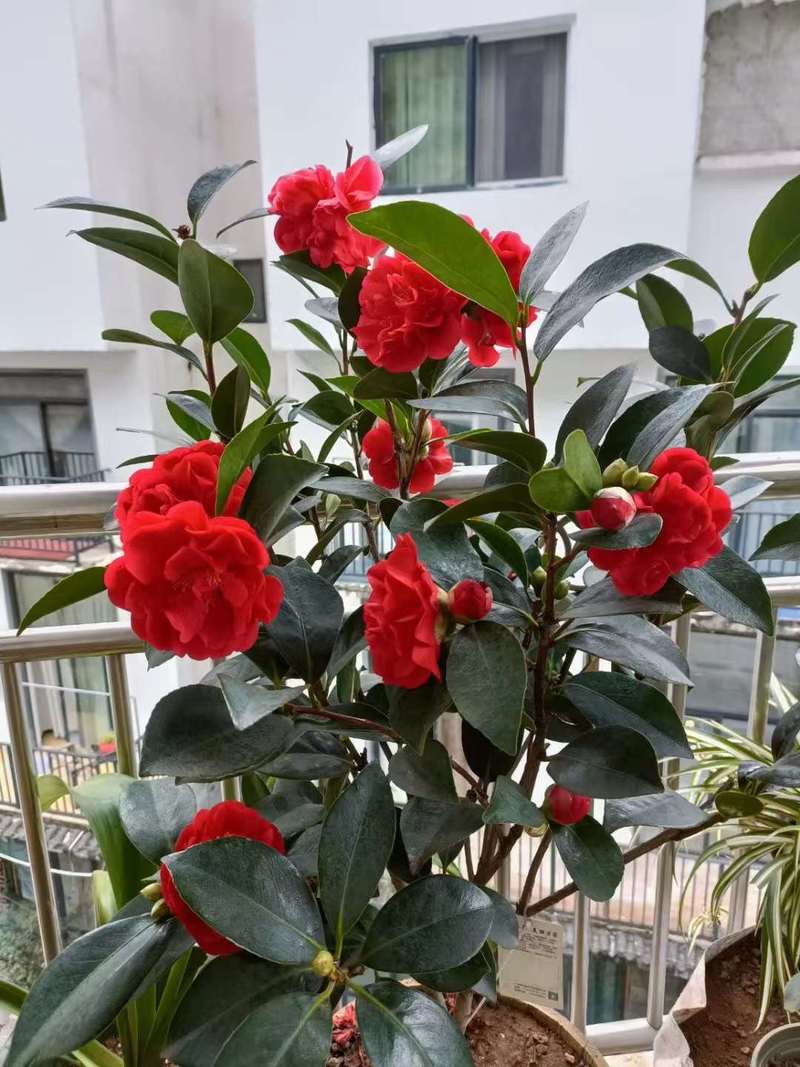 茶花的养殖方法和注意事项，茶花的养殖方法和注意事项 盆栽视频-第3张图片-优品飞百科