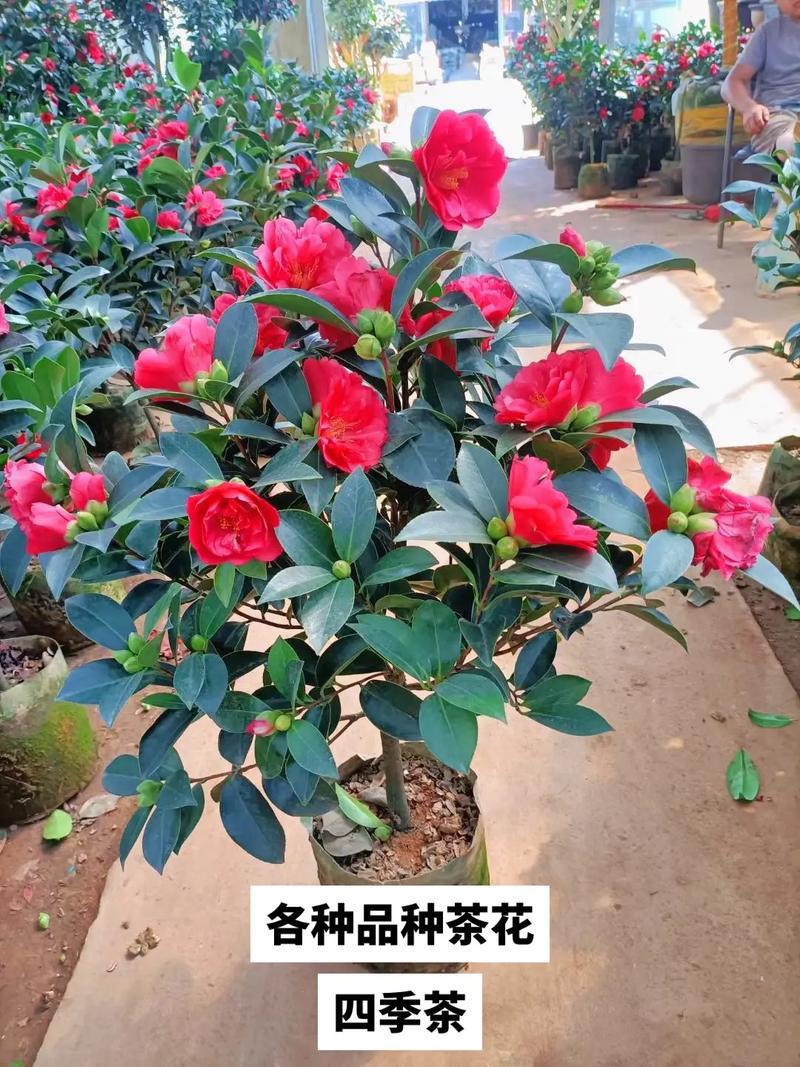 茶花的养殖方法和注意事项，茶花的养殖方法和注意事项 盆栽视频-第4张图片-优品飞百科