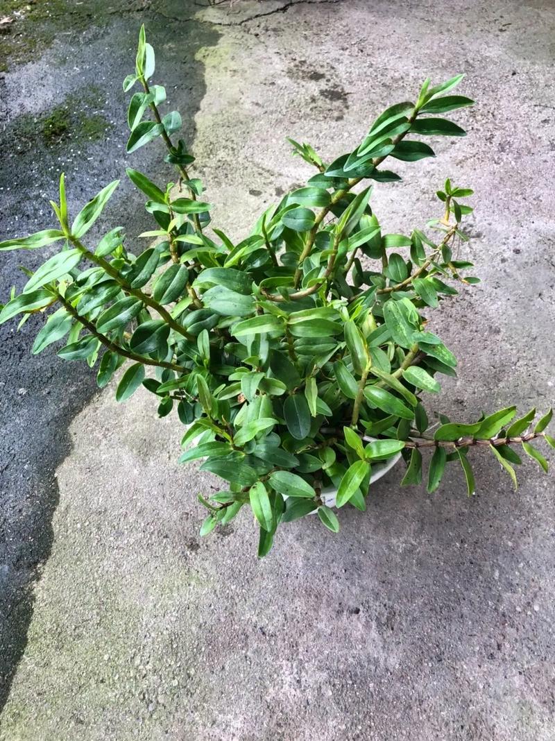 石斛小苗上盆根需要消毒吗，石斛枝上的小苗怎么移栽？