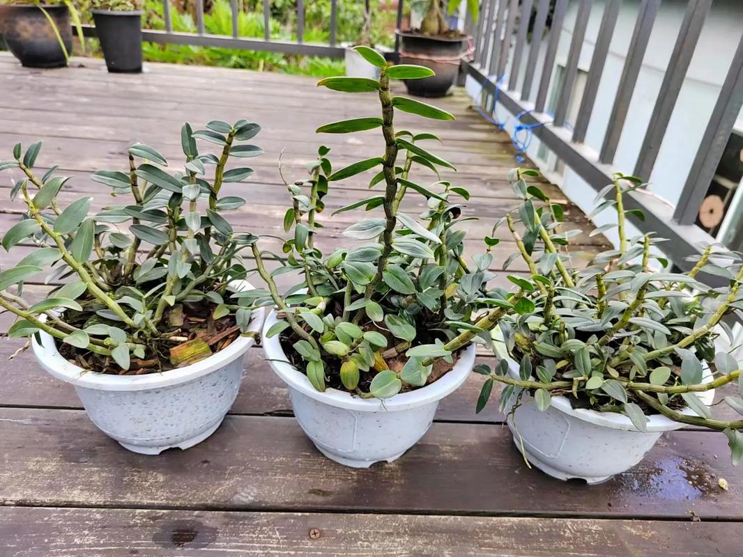 石斛小苗上盆根需要消毒吗，石斛枝上的小苗怎么移栽？-第2张图片-优品飞百科