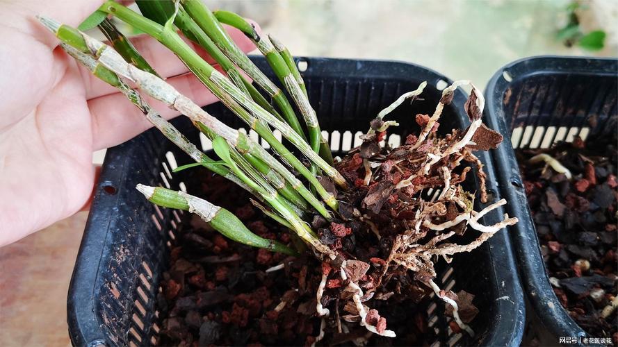 石斛小苗上盆根需要消毒吗，石斛枝上的小苗怎么移栽？-第3张图片-优品飞百科