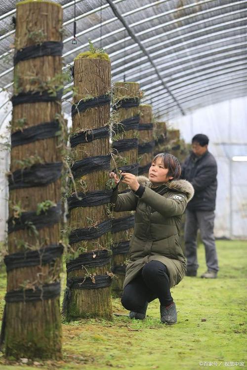石斛小苗上盆根需要消毒吗，石斛枝上的小苗怎么移栽？-第4张图片-优品飞百科