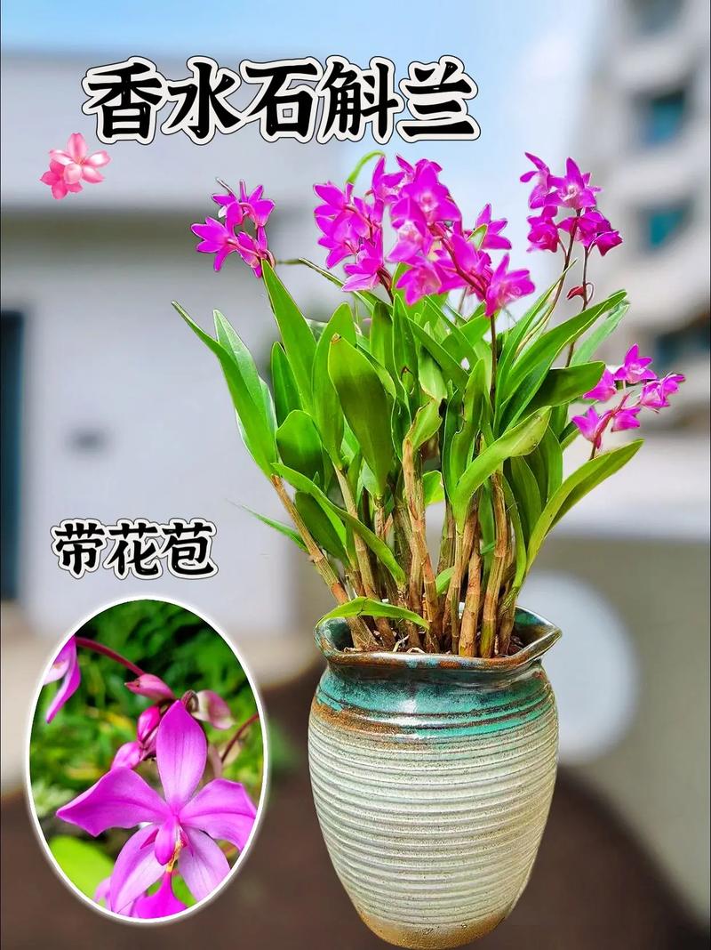 石斛小苗上盆根需要消毒吗，石斛枝上的小苗怎么移栽？-第5张图片-优品飞百科