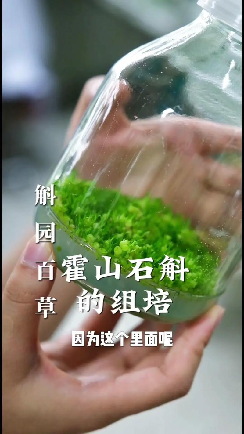 石斛小苗上盆根需要消毒吗，石斛枝上的小苗怎么移栽？-第6张图片-优品飞百科