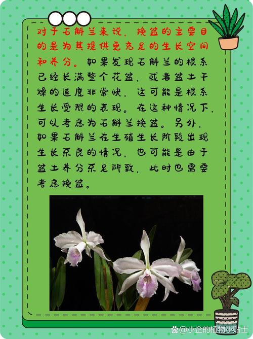 石斛小苗上盆根需要消毒吗，石斛枝上的小苗怎么移栽？-第7张图片-优品飞百科