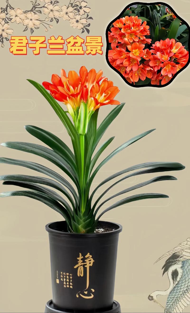 新买的君子兰怎么养，新买的君子兰怎么养护和管理？