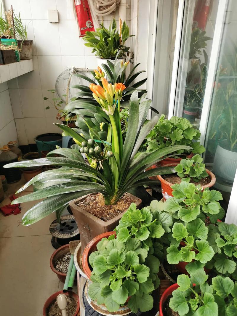 新买的君子兰怎么养，新买的君子兰怎么养护和管理？-第2张图片-优品飞百科