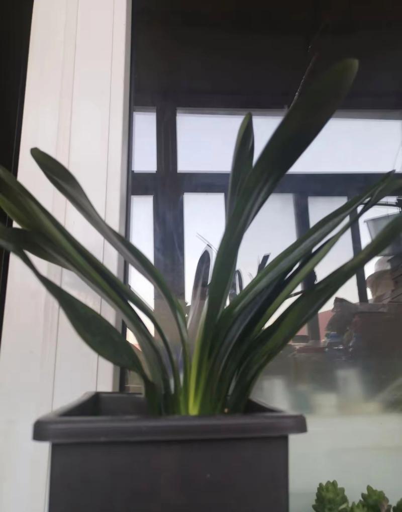 新买的君子兰怎么养，新买的君子兰怎么养护和管理？-第3张图片-优品飞百科