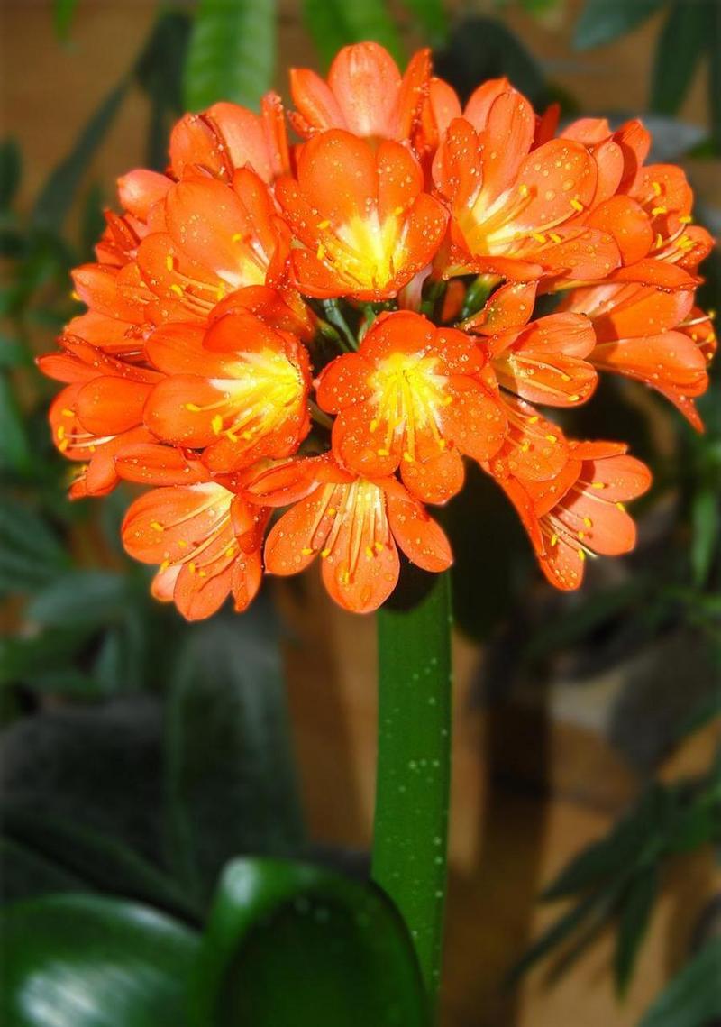 新买的君子兰怎么养，新买的君子兰怎么养护和管理？-第4张图片-优品飞百科