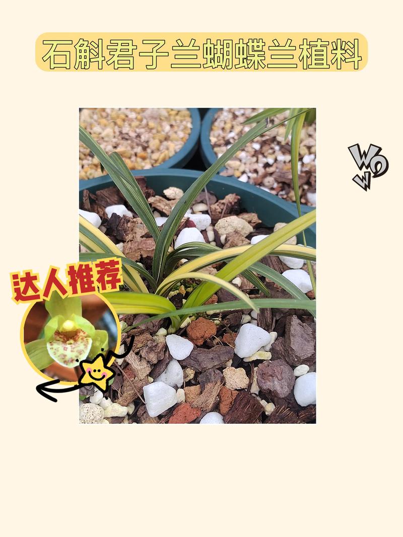 新买的君子兰怎么养，新买的君子兰怎么养护和管理？-第5张图片-优品飞百科