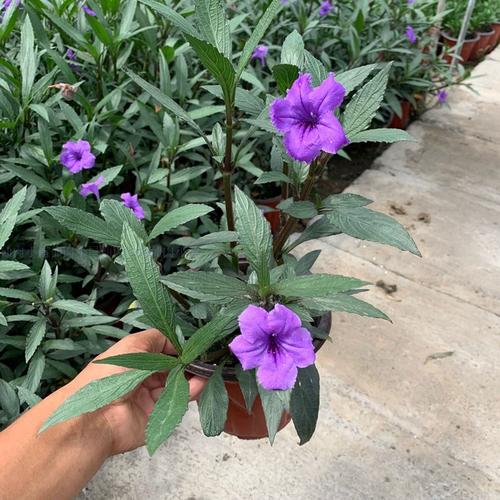 翠芦莉怎么养，翠芦莉养护