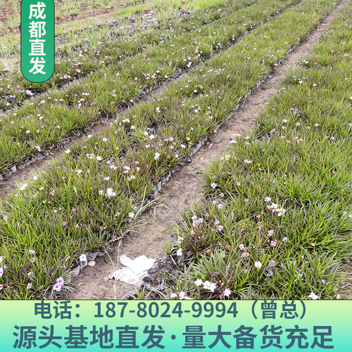 翠芦莉怎么养，翠芦莉养护-第3张图片-优品飞百科