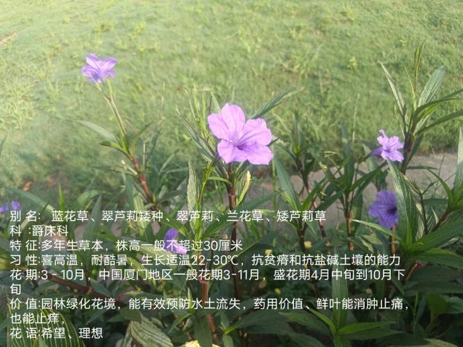 翠芦莉怎么养，翠芦莉养护-第4张图片-优品飞百科