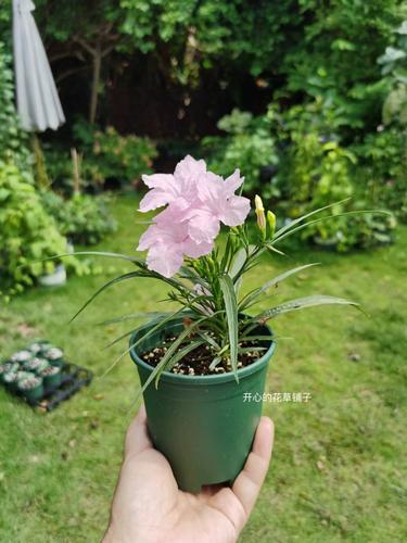 翠芦莉怎么养，翠芦莉养护-第5张图片-优品飞百科