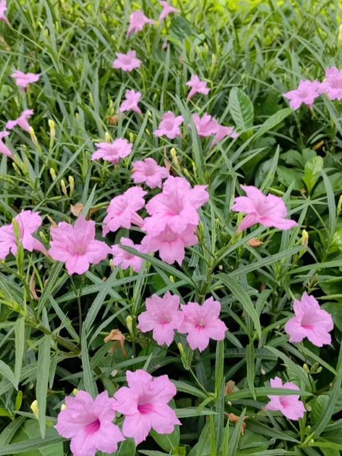 翠芦莉怎么养，翠芦莉养护-第6张图片-优品飞百科