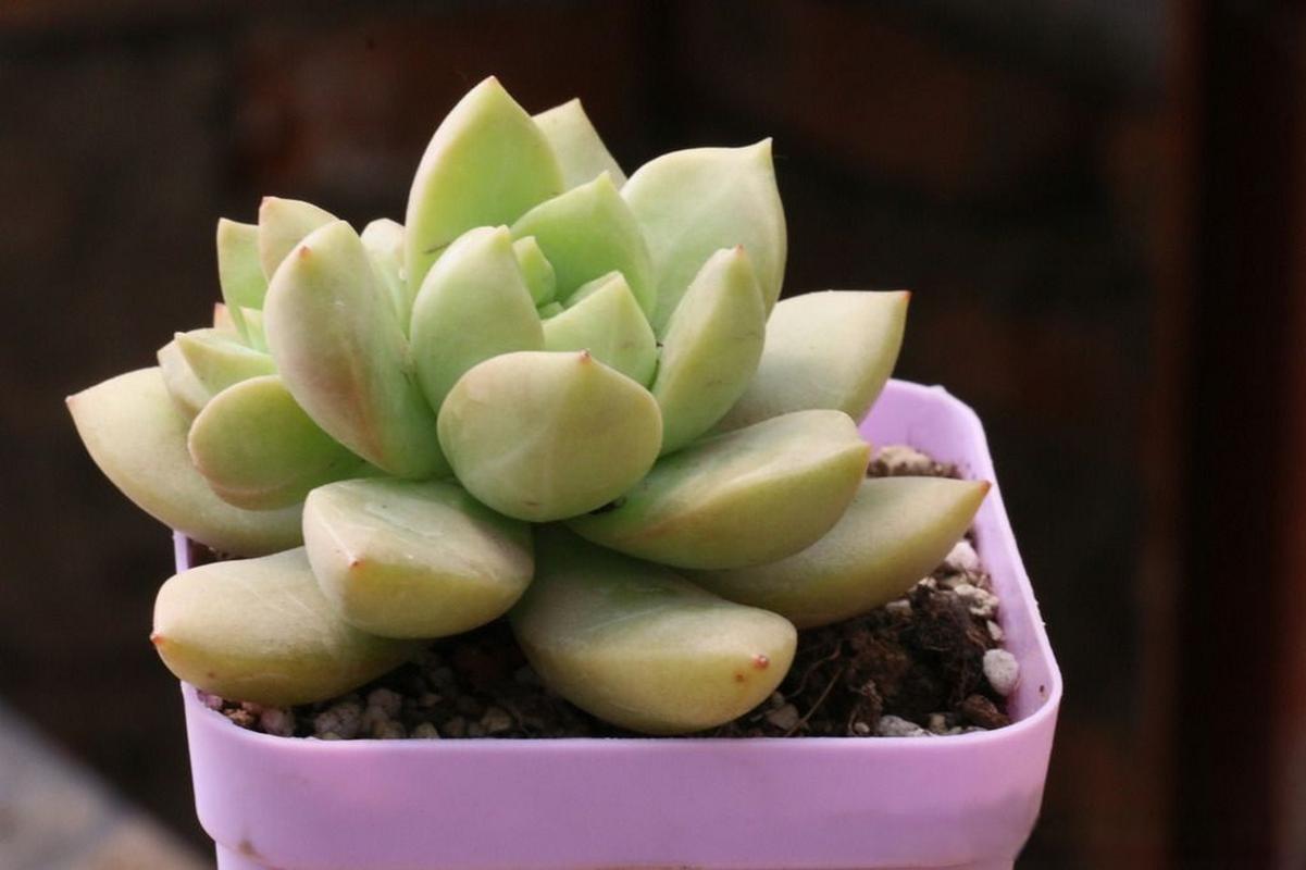 子持白莲怎么爆盆？子持白莲多肉好养吗？-第2张图片-优品飞百科