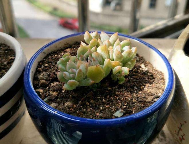 子持白莲怎么爆盆？子持白莲多肉好养吗？-第3张图片-优品飞百科