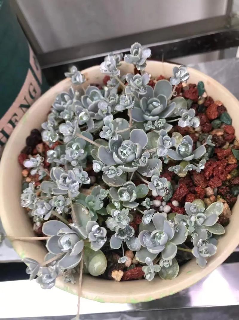 子持白莲怎么爆盆？子持白莲多肉好养吗？-第5张图片-优品飞百科