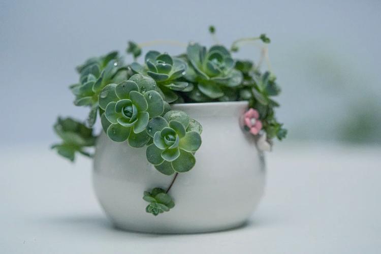 子持白莲怎么爆盆？子持白莲多肉好养吗？-第4张图片-优品飞百科