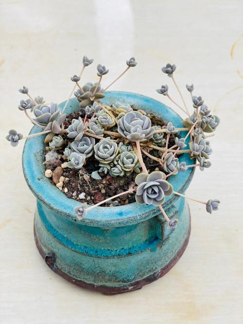 子持白莲怎么爆盆？子持白莲多肉好养吗？-第6张图片-优品飞百科