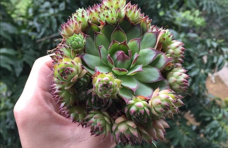 子持白莲怎么爆盆？子持白莲多肉好养吗？-第7张图片-优品飞百科