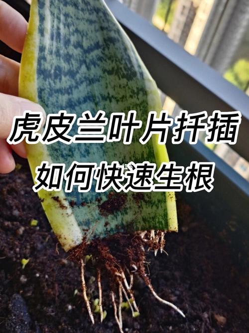 虎皮兰怎么扦插，虎皮兰怎么扦插长黄边？