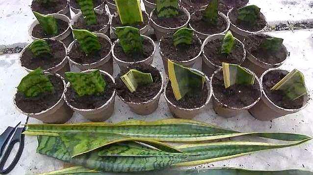 虎皮兰怎么扦插，虎皮兰怎么扦插长黄边？-第2张图片-优品飞百科