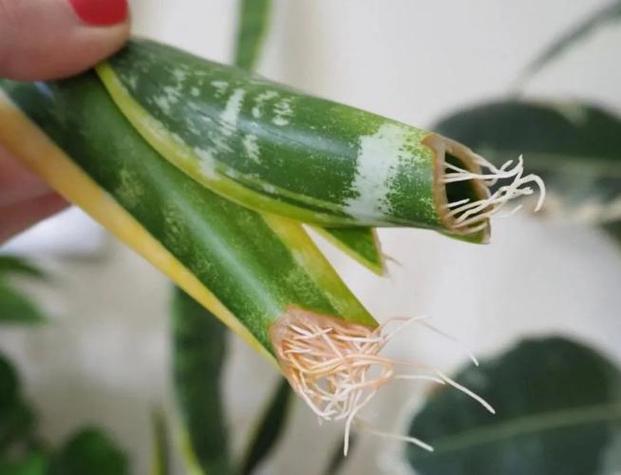 虎皮兰怎么扦插，虎皮兰怎么扦插长黄边？-第3张图片-优品飞百科