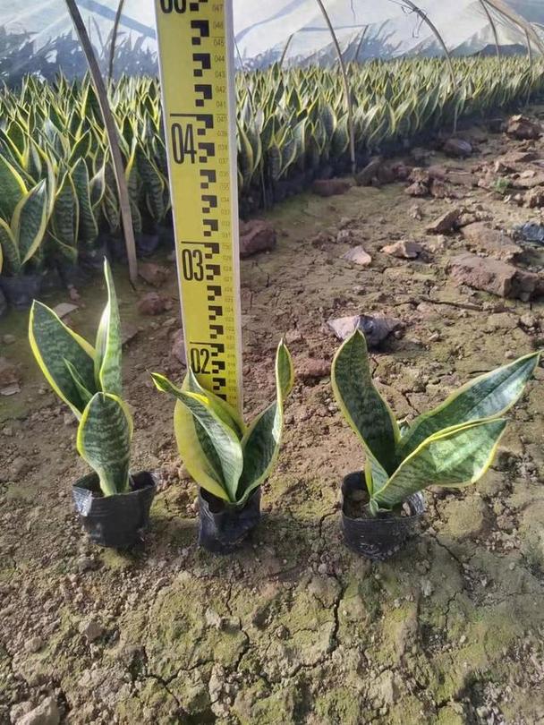 虎皮兰怎么扦插，虎皮兰怎么扦插长黄边？-第5张图片-优品飞百科