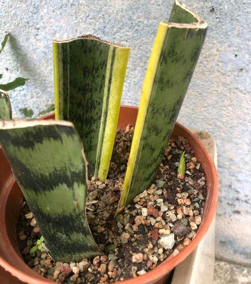 虎皮兰怎么扦插，虎皮兰怎么扦插长黄边？-第7张图片-优品飞百科